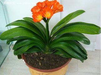 君子兰喷绿叶宝叶子能变绿吗,君子兰叶子冒油长白毛怎么办