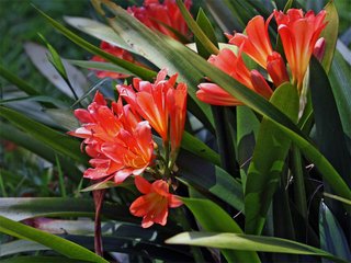 君子兰喷绿叶宝叶子能变绿吗,君子兰叶子冒油长白毛怎么办