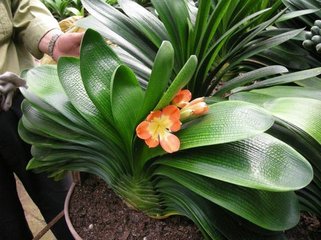 君子兰喷绿叶宝叶子能变绿吗,君子兰叶子冒油长白毛怎么办