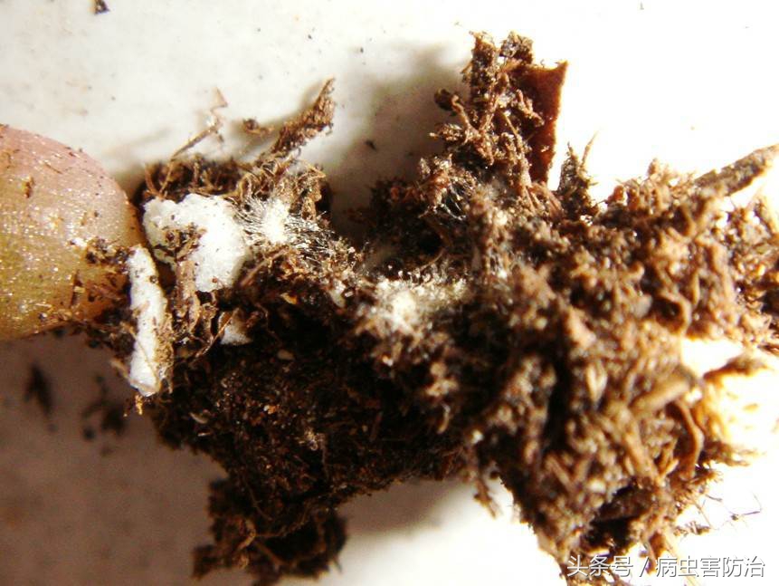 根粉蚧壳虫如何防治,根粉蚧怎么防治