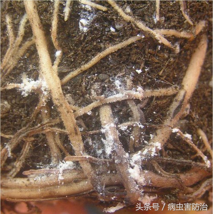 根粉蚧壳虫如何防治,根粉蚧怎么防治