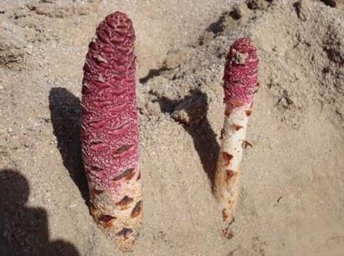 肉苁蓉益精血是什么意思,肉苁蓉养五脏强阴益精气