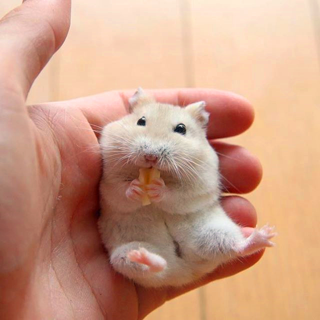 仓鼠经常咬主人的手怎样驯服,如何驯服一只小仓鼠在手里睡觉