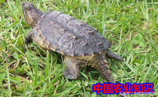 鳄鱼龟养殖方法小鳄龟吃什么,鳄鱼龟怎么养才容易翘甲