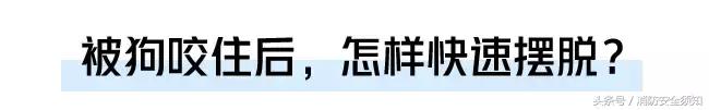 教你被狗咬的自救方法,怎样告诉孩子避免被狗咬