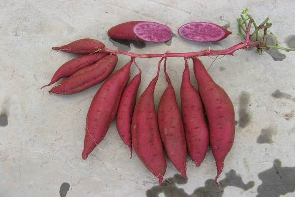 十大紫薯,南紫薯008品种介绍