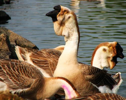 世界上最好吃的大鹅,世界上最巨型的鹅