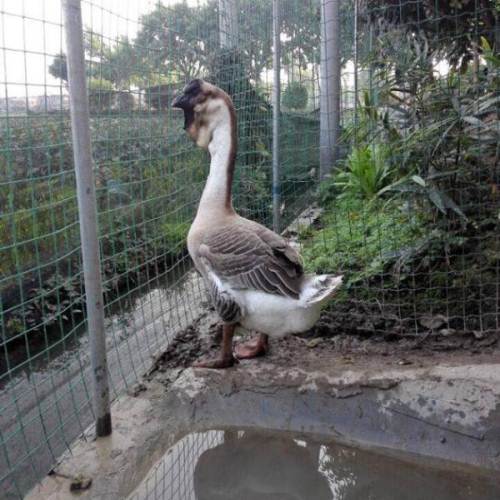 世界上最好吃的大鹅,世界上最巨型的鹅