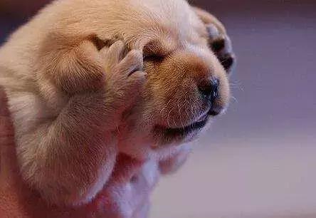 狗股投资策略,熊市定投最好的方法