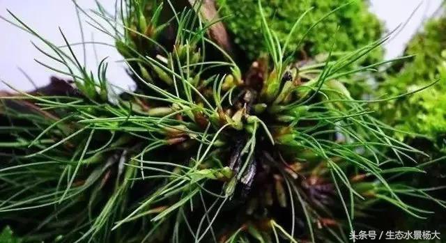 水陆缸过滤系统怎么做,水陆缸适合养什么动物