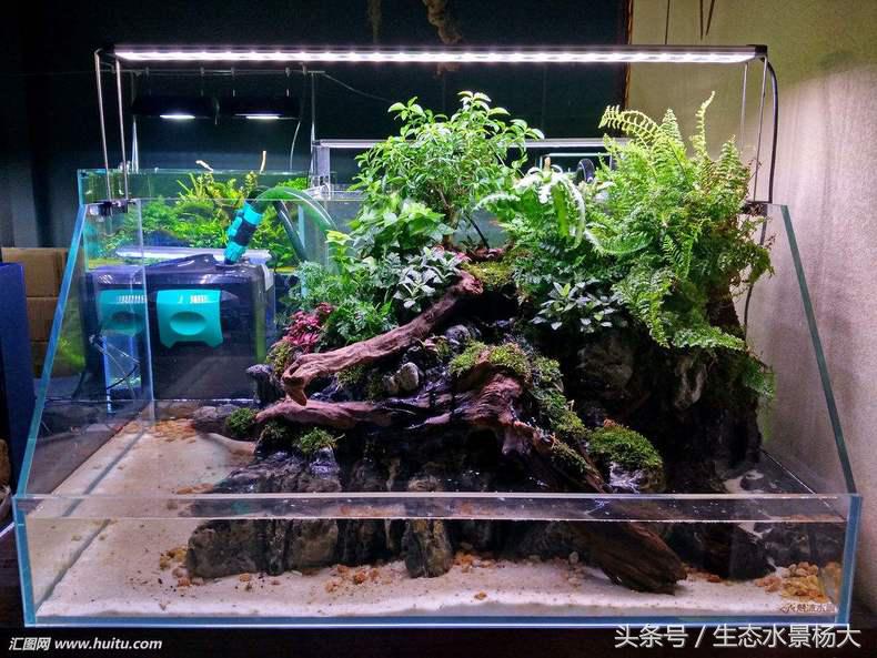 水陆缸过滤系统怎么做,水陆缸适合养什么动物