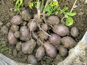 十大紫薯,南紫薯008品种介绍