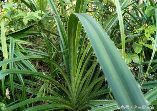 农村路边的它,全身是宝!可很多人根本不晓得,有些人甚至没见过