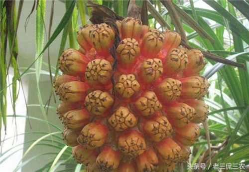 农村路边的它,全身是宝!可很多人根本不晓得,有些人甚至没见过