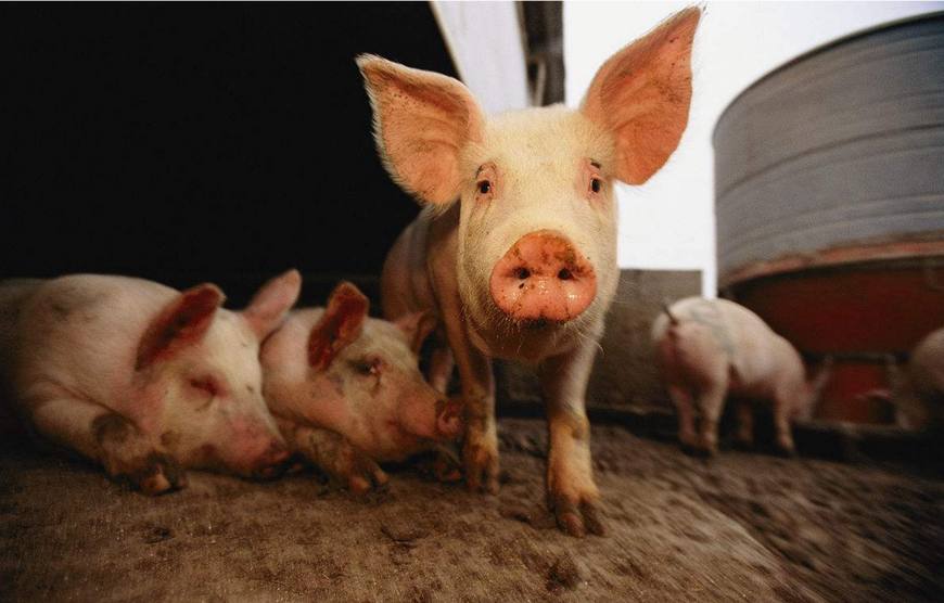 猪群出现咳嗽喘气发烧,猪群出现咳喘越来越多