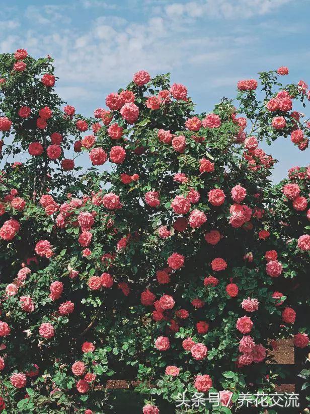 十种最香的月季花,花期300天又很香好养的月季花