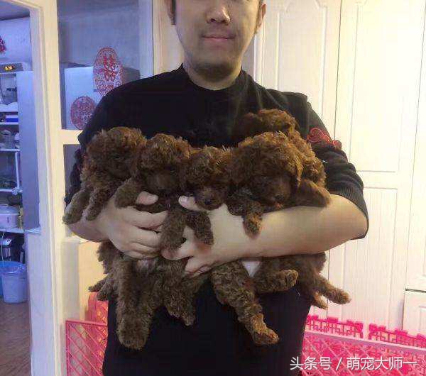 资深养狗人告诉你：狗与狗之间忽闻屁股的真正原因