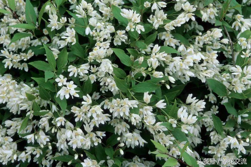 哪些植物能在盐碱地生存,北方碱性土壤适合养什么花