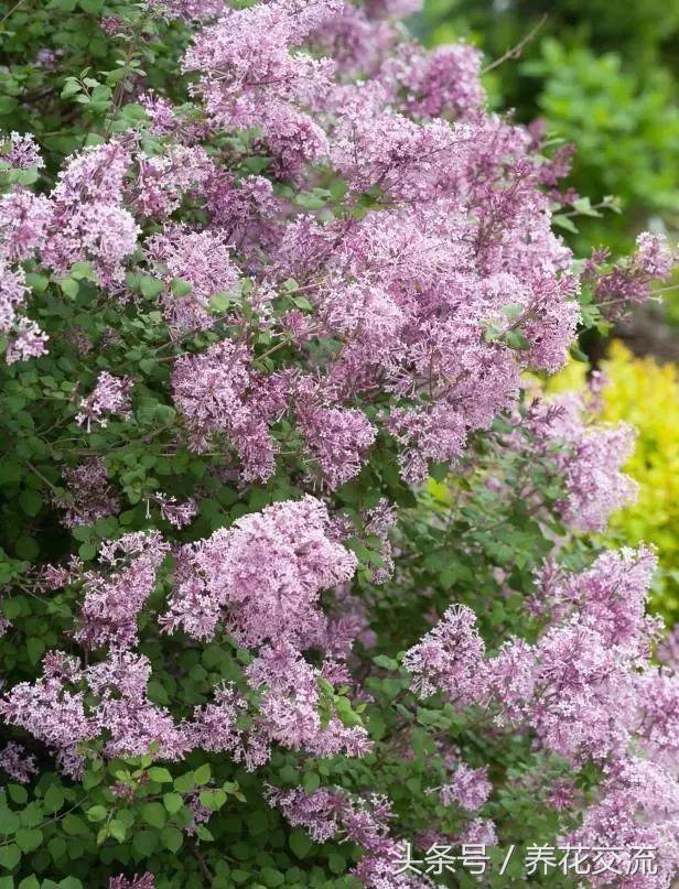 哪些植物能在盐碱地生存,北方碱性土壤适合养什么花