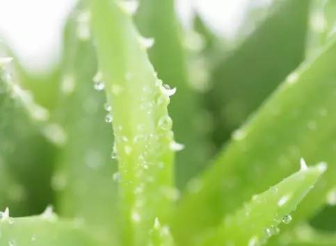 如何清理灰尘让多肉变成小清新