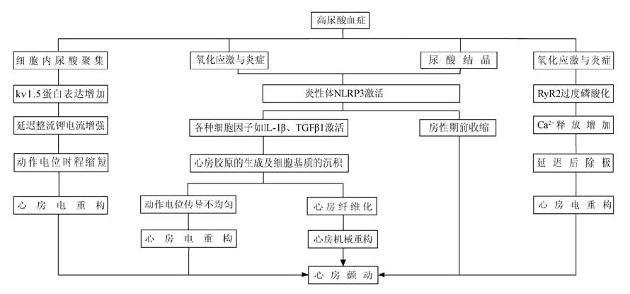 尿酸与心衰的关系,尿酸和心血管