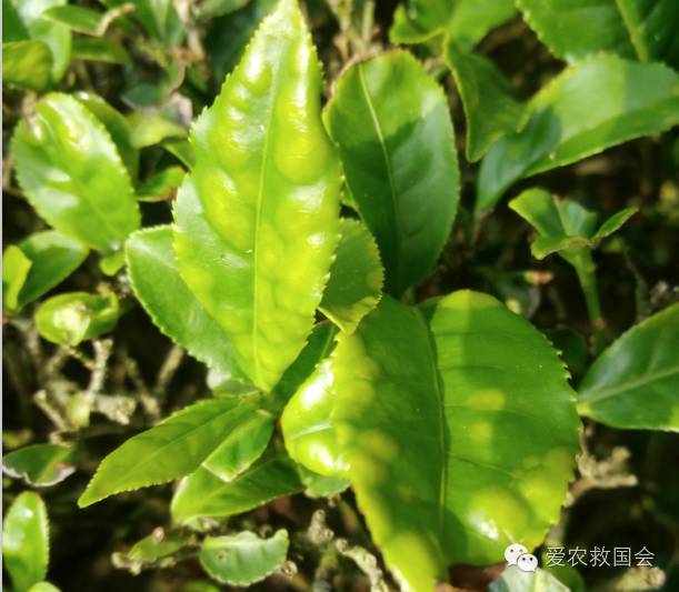 茶饼病害图片及治疗方法,茶饼病害特效药