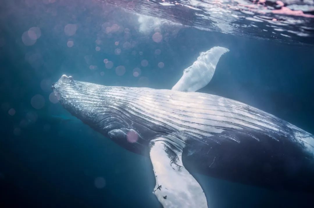 玩客说丨这里有一张东方“海盗”的藏宝图