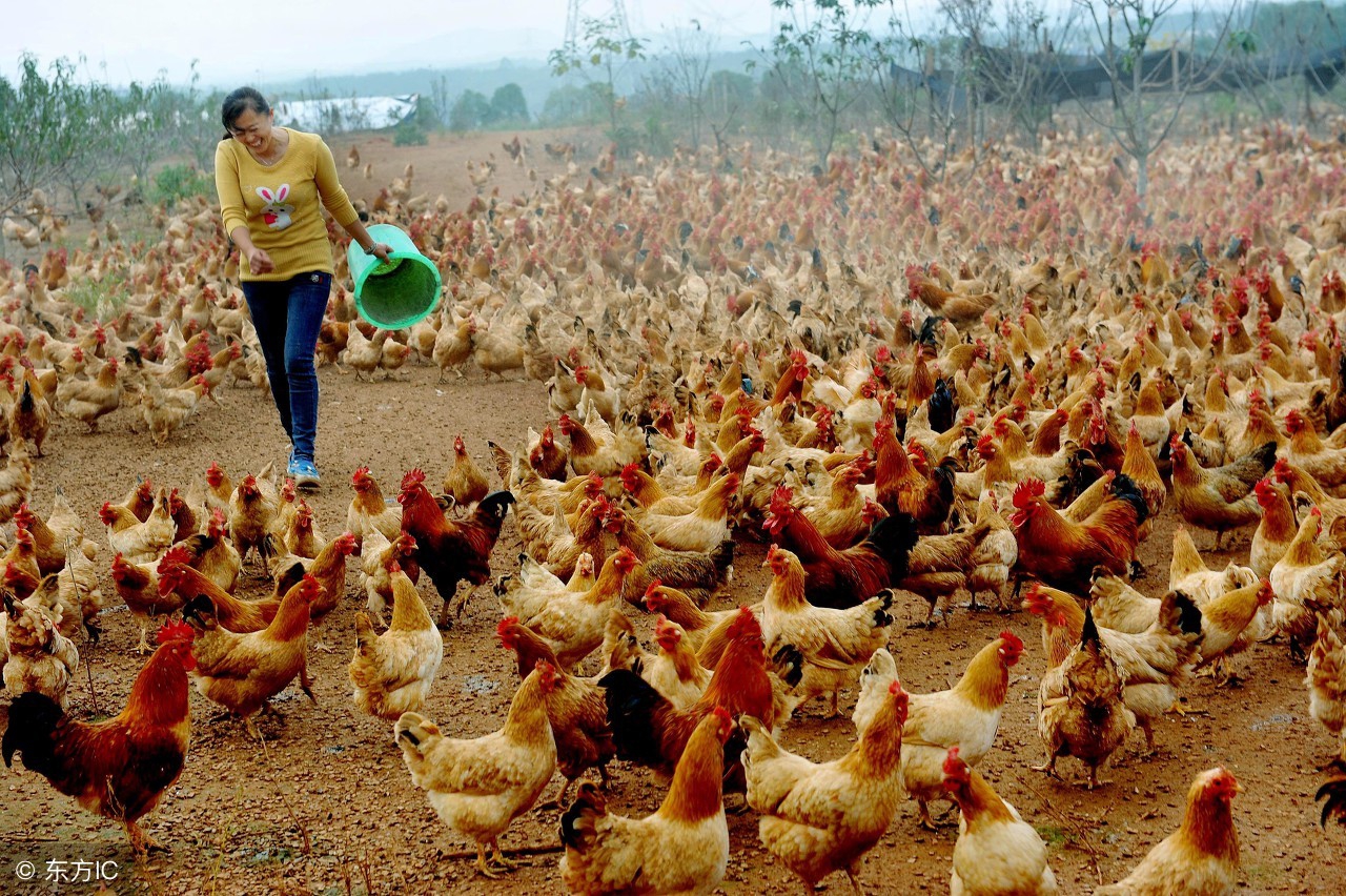 农村种植致富项目推荐,CCTV7农村致富项目