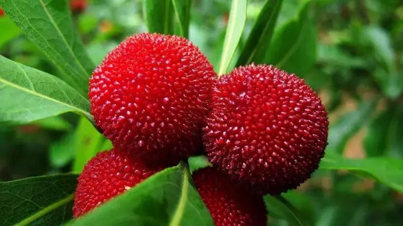 杨梅酒有助消食吗,杨梅酒清热解火