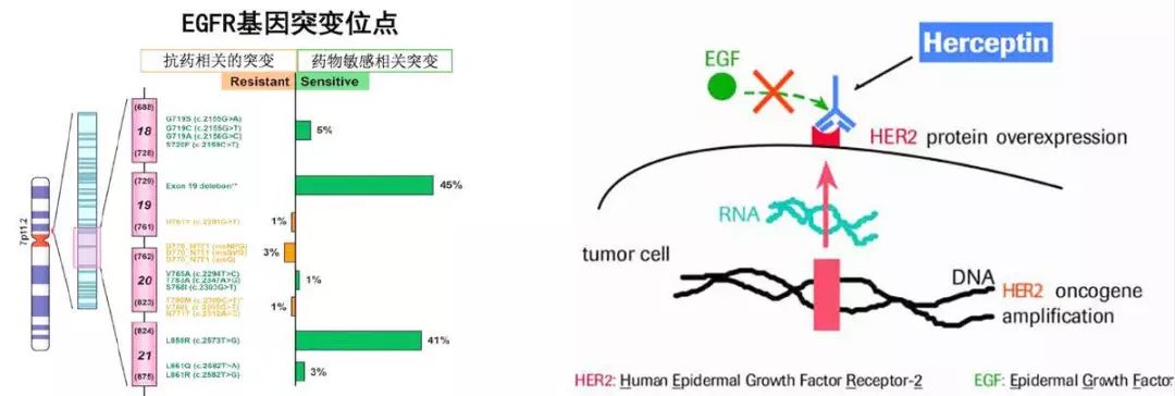 神奇制药抗癌专利,神奇制药抗癌药取得突破