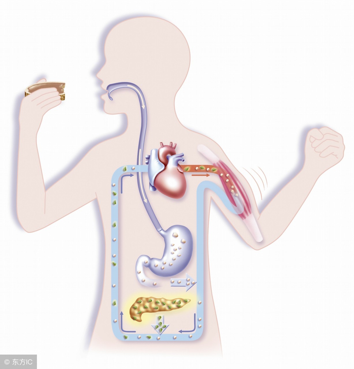 早餐哪些食物不能吃看完你就懂,早餐吃鸡蛋的4大忌