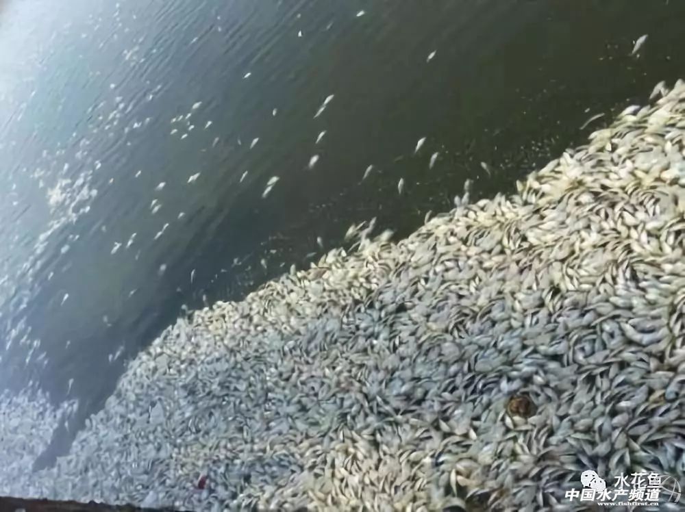 最近塘里鱼浮头死亡是什么原因,鱼塘鱼大面积死亡原因判断