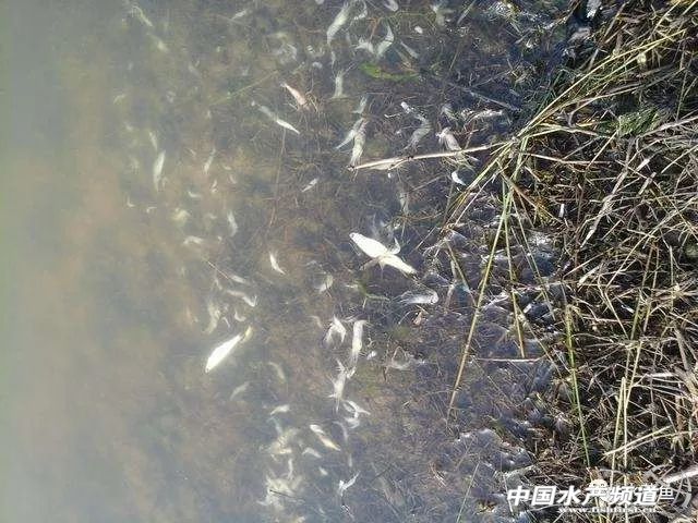 最近塘里鱼浮头死亡是什么原因,鱼塘鱼大面积死亡原因判断