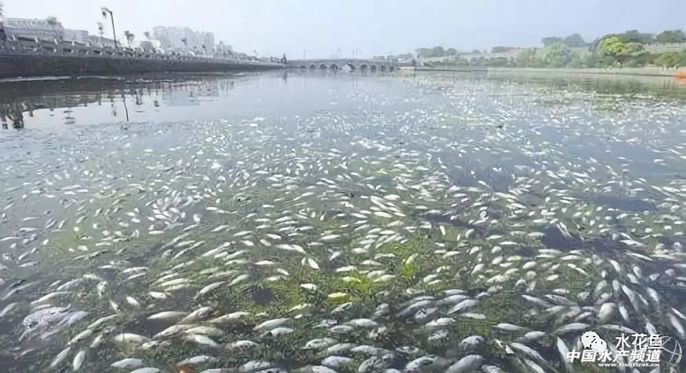 最近塘里鱼浮头死亡是什么原因,鱼塘鱼大面积死亡原因判断