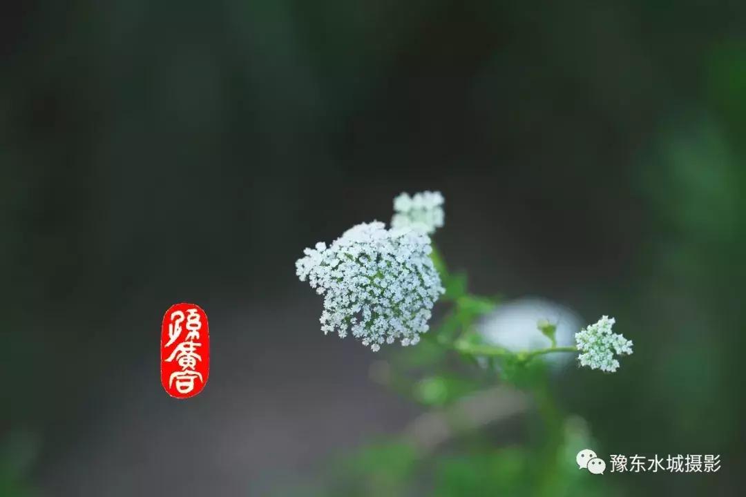 豫东水城摄影——老子故里鹿邑涡河湿地生态植被百科（三）