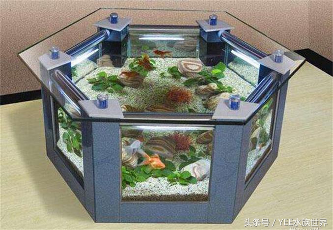 哪种鱼缸不实用,这几种鱼不要买