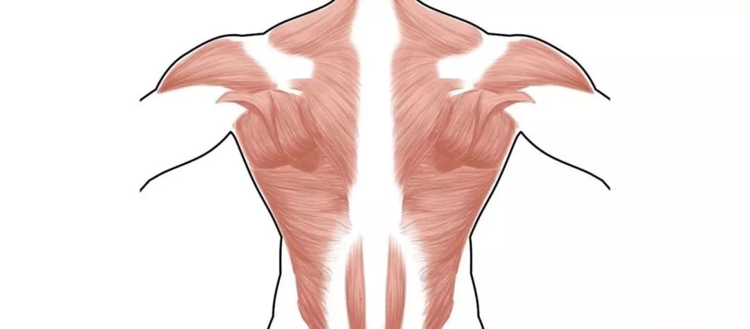 仙女体态训练,仙女肌肉训练