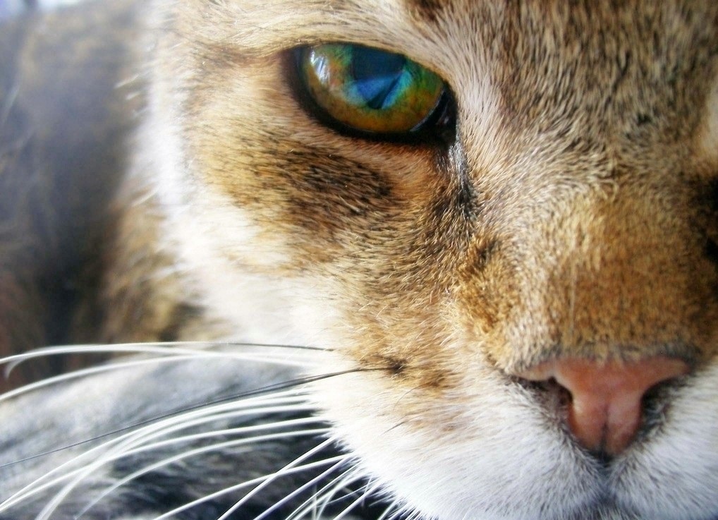 香头掉了一根香的预兆,香头断了好不好