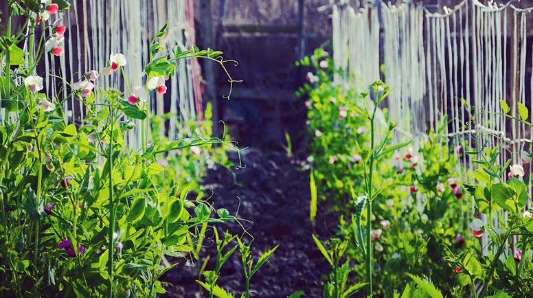 香头掉了一根香的预兆,香头断了好不好