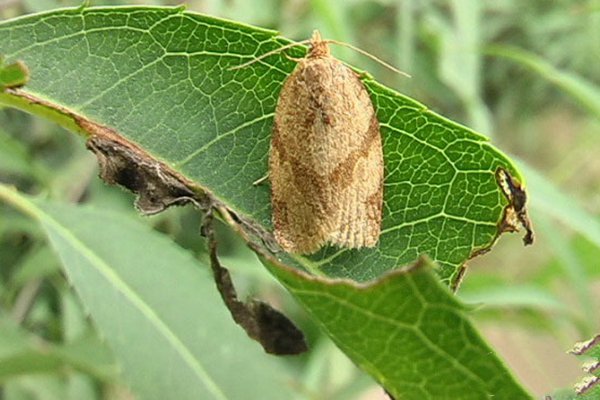 种植苹果如何防治苹果小卷蛾,苹果小卷叶怎么防治