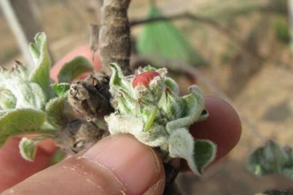 种植苹果如何防治苹果小卷蛾,苹果小卷叶怎么防治