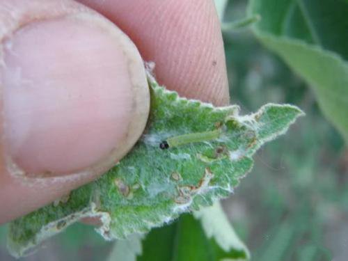 种植苹果如何防治苹果小卷蛾,苹果小卷叶怎么防治