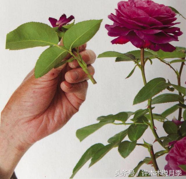 藤本月季修剪残花的方法,月季开花后怎么修剪复花快