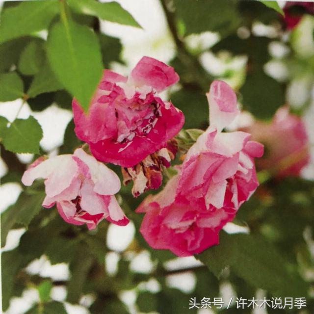 藤本月季修剪残花的方法,月季开花后怎么修剪复花快