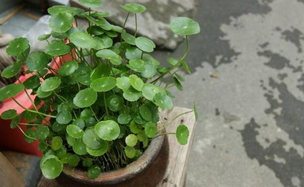 铜钱草烂根倒盆后怎么浇水,铜钱草烂根怎么办