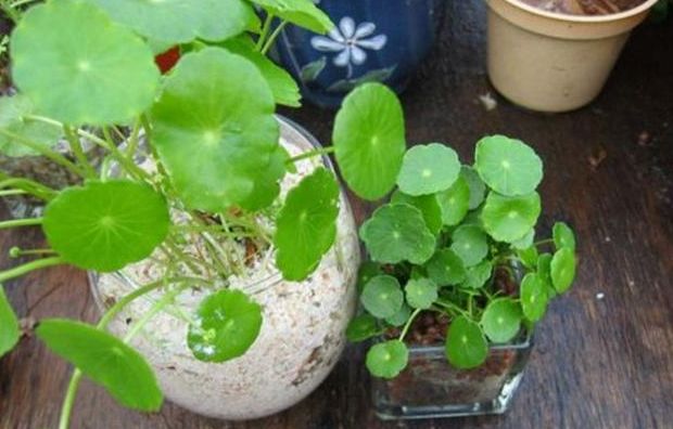 铜钱草烂根倒盆后怎么浇水,铜钱草烂根怎么办