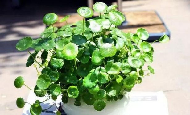 铜钱草烂根倒盆后怎么浇水,铜钱草烂根怎么办