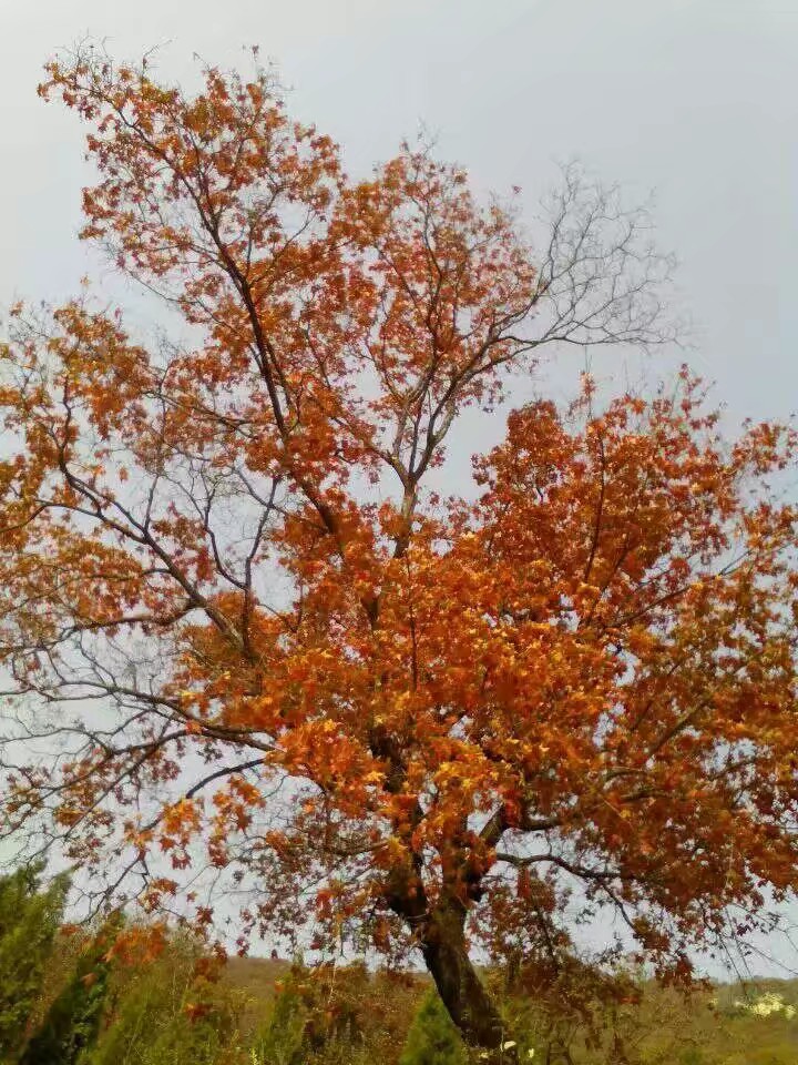 和奶奶视频聊点什么,和奶奶视频通话文案