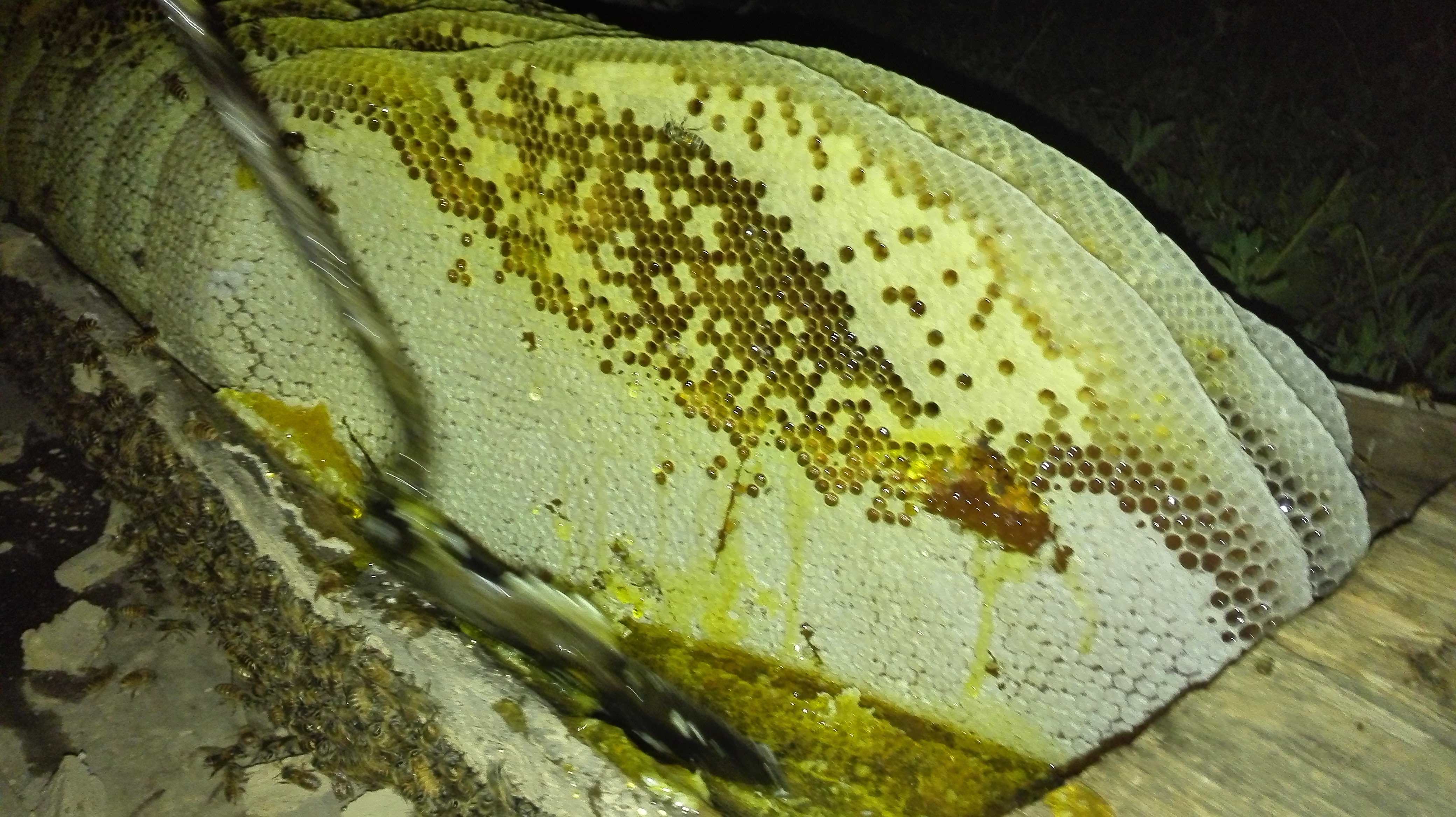 蜂蜜结晶怎么保湿好用呢,蜂蜜结晶如何让蜂蜜变成液体