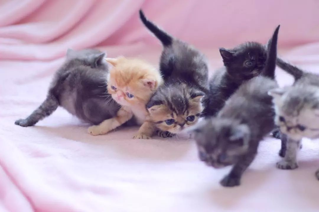 猫咪不停抓挠嘴巴,猫咪经常流眼泪解决方法